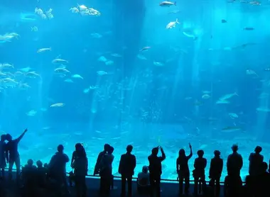Aquarium de 8 mètres de haut à Okinawa (Churaumi aquarium) Aquarium de 8 mètres de haut à Okinawa (Churaumi aquarium)