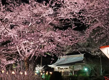 Hanami nocturne au Kinugawa onsen Festival à Nikko Hanami nocturne au Kinugawa onsen Festival à Nikko