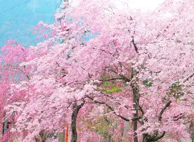 Les cerisiers en fleurs de Nikko, préfecture de Tochigi Les cerisiers en fleurs de Nikko, préfecture de Tochigi