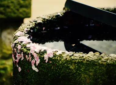 Les fleurs de cerisiers recouvrent les rues Les fleurs de cerisiers recouvrent les rues