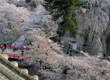 Vue des cerisiers en fleurs depuis le sommet du château de Hirosaki