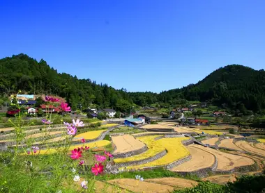 Rizières en terrase d'Ini, ville d'Akiôta, préfecture d'Hiroshima