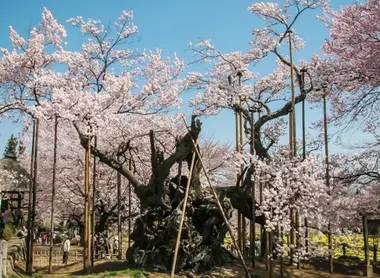 Le cerisier Yamata Jindaizakura, vieux de 2 000 ans