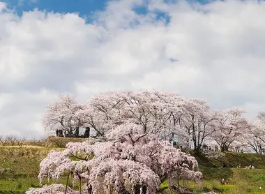 Le cerisier Miharu Takizakura