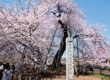Le cersier Ishitokaba zakura, dans la préfecture de Saitama.