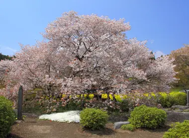 Le cerisier Kariyado no Gebazakura, situé dans la préfecture de Shizuoka