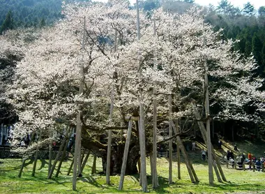 Le cerisier Usuzumizakura, dans la préfecture de Gifu