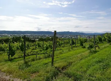 Les vignes de Furano à Hokkaido
