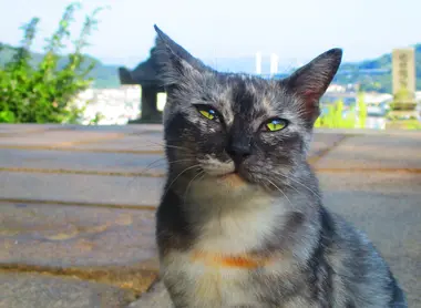 Petit chat près du sentier étroit des chats à Onomichi