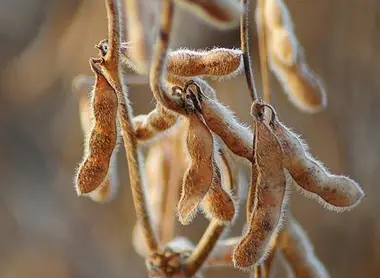 Cosses de soja Cosses de soja