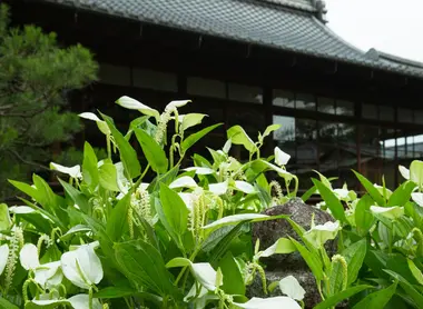 saururus chinensis au temple Ryosoku-in