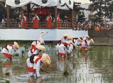 El festival de Otaue en Osaka celebra la siembra de arroz. El festival de Otaue en Osaka celebra la siembra de arroz.