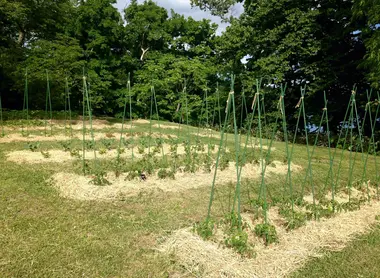 Apprendre de nouvelles techniques pour protéger les cultures