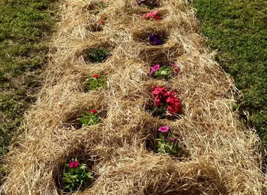 L'art de protéger les fleurs avec de la paille