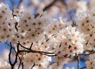 Calendrier Floraison Sakura 2022
