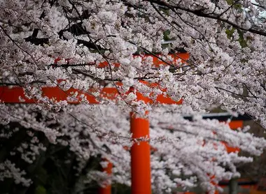 Les cerisiers Somei Yoshino du sanctuaire Takenaka Inari Jinja à Kyoto