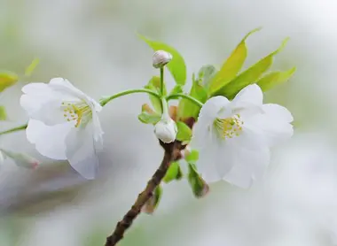 Les fleurs blanches sont caractéristiques de l'Ôshima Zakura