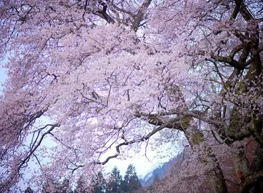 Cerisier Edo Higan près d'Hiroshima