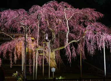 Le Shidare Zakura du temple Taisan-ji à Tochigi, au nord de Tokyo