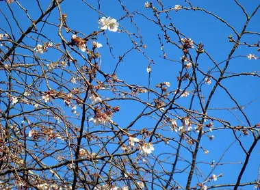 Les Fuyu Zakura (cerisiers d'hiver) peuvent fleurir une première fois entre octobre et janvier