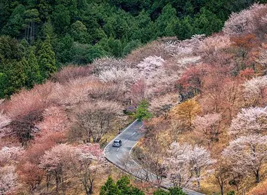 Les flancs de la montagne Yoshinoyama près de Nara, où poussent des Yama zakura