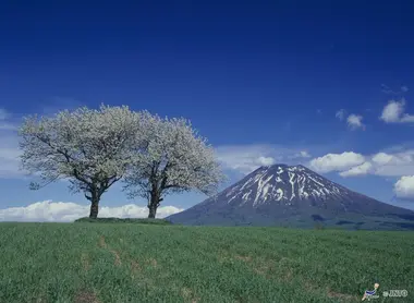 Le Mont Yôtei s'élève derrière les arbres en fleurs, près du village de Kyôgoku