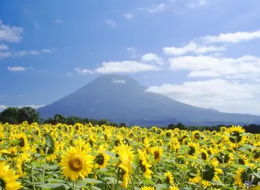 Le tournesol est l'emblème du village de Kyôgoku