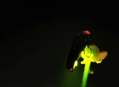 Les lucioles japonaises : symbole du début de l'été Les lucioles japonaises : symbole du début de l'été