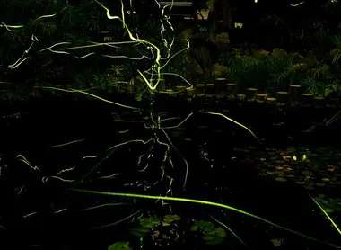 Lucioles japonaises Lucioles japonaises
