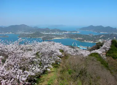 Les cerisiers en fleurs du Mont Sekizen, sur l'archipel de Kamijima Les cerisiers en fleurs du Mont Sekizen, sur l'archipel de Kamijima