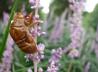 La mue d'une cigale, accrochée à une fleur (Tokyo) La mue d'une cigale, accrochée à une fleur (Tokyo)