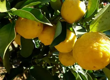 Le yuzu est le produit phare du village d'Umaji