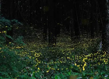 Photo de lucioles japonaises prise en timelapse Photo de lucioles japonaises prise en timelapse