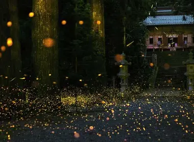 Les lucioles hime-botaru du temple Uchio (préfecture de Hyogo)