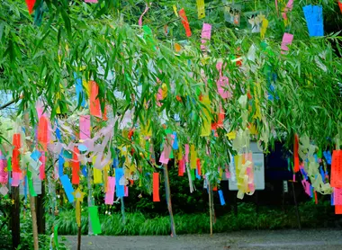 Tanabata es una fiesta durante la cual los japoneses cuelgan sus deseos en ramas de bambú