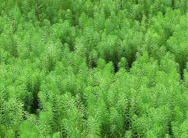 Green Herbs in the Chiba Prefecture Green Herbs in the Chiba Prefecture