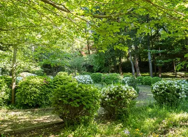 Un océan de verdure au parc Genji-yama Kôen, à Kamakura