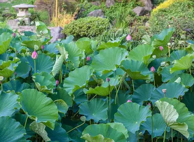 La mare aux lotus du temple Kômyôji, à Kamakura