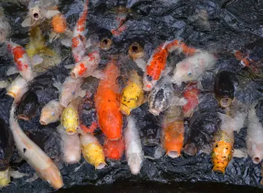 Carpes de l'Atago-jinja