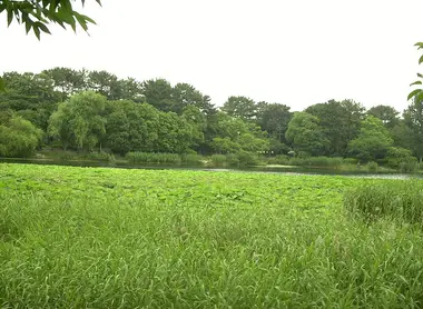 Hattori Ryokuchi koen