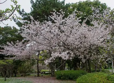 Sakura, Ryokuchi koen