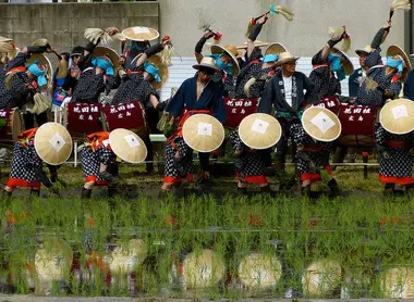 La siembra de arroz se hace a mano durante el festival Mibu no hana taue en Kita-Hiroshima. La siembra de arroz se hace a mano durante el festival Mibu no hana taue en Kita-Hiroshima.