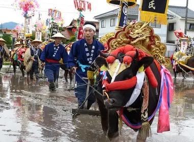 Les bœufs sont richement décorés à l'occasion du festival Mibu no hana taue