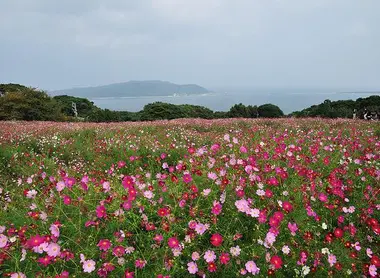 Les champs de fleurs et la vue de Fukuoka depuis l'île de Nokonoshima