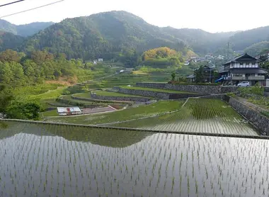 Ini Tanada, las siembras de arroz en terrazas de Akiota.