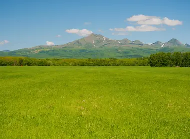Les champs verts font le bonheur des vaches laitières