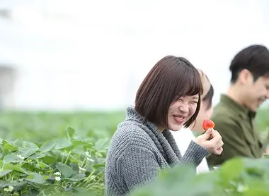 Lors du tours "Fukushima Lagoon + Rizières", visitez la ferme Takagi et cueillez les fraises régionales, les Echigohime !
