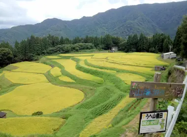 Les rizières du village d'Ojiro en été Les rizières du village d'Ojiro en été