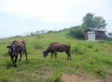On dit que 99,9% des boeufs noirs japonais sont issus de la lignée d'Ojiro On dit que 99,9% des boeufs noirs japonais sont issus de la lignée d'Ojiro