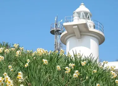 Le phare de l'île de Mu-shima, entouré de ses jonquilles blanches